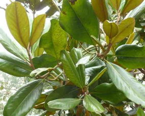  各种花树图片及名称大全，各种花树图片及名称大全，樱花树、梅花树、杏花树、桃花树、梨花树、海棠树等--第1张