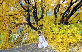  银杏树最大的忌讳，银杏树忌讳修剪过度--第1张
