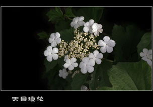  天目琼花果实图片，揭示自然之美的秘密，天目琼花果实图片，揭示自然之美的秘密--第1张