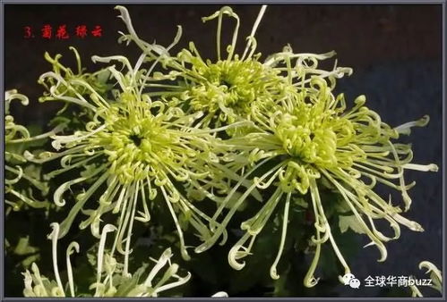  中国十大名花的寓意--第1张