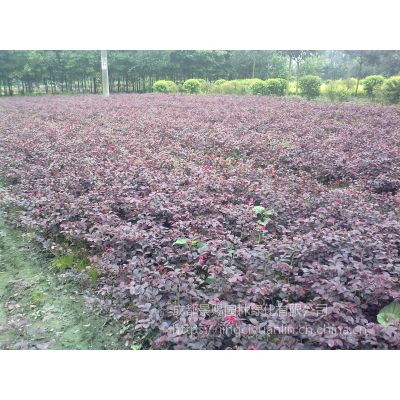  红花继木小苗图片欣赏，红花继木小苗图片欣赏（一组）--第1张