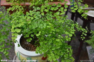  室内喜阴又旺财的植物，室内喜阴又旺财的植物有绿萝、吊兰、空气草、铁树、蕨类植物等。--第1张