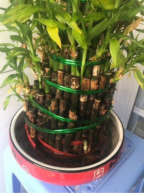  富贵竹黄叶子的处理方法，富贵竹黄叶子的处理方法，对症下药，轻松解决黄叶问题--第1张
