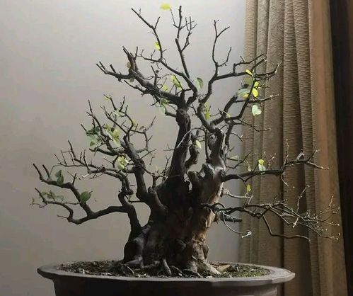  ，十种最吉利的镇宅树盆景，十种最吉利的镇宅树盆景，带来好运与财富的绿色守护--第1张