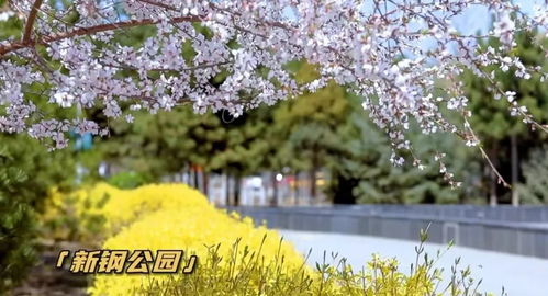  最美的花季，最美的花季，绽放生命的美丽时刻--第1张