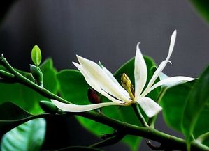  白兰花树图片，美丽与神秘的结合，白兰花树，美丽与神秘的结合之景--第1张