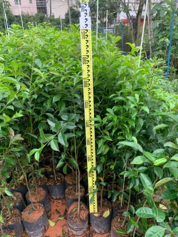  冬青苗木价格表，冬青苗木价格表，不同规格苗木的价格及市场前景--第1张