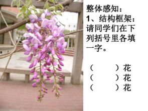  紫藤萝瀑布教案全国一等奖--第1张