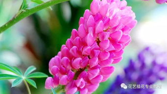  常见花语大全，常见的花语大全，鲜花的含义与送花注意事项--第1张