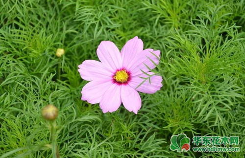  波斯菊种子种植方法--第1张