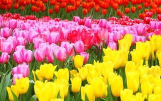  郁金香花语代表什么意思--第1张