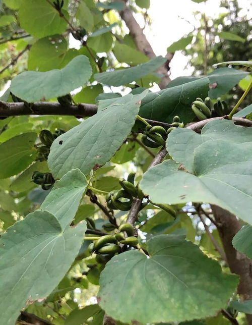  连香树--第1张