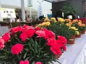  青青花木网求购信息——一站式花卉交易平台，一站式花卉交易平台——青青花木网求购信息--第1张