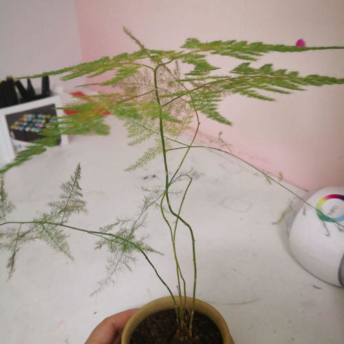  文竹发黄干枯怎么挽救，拯救发黄干枯文竹的1个方法，浇灌矾肥水--第1张