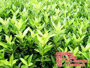  ，四季桂花树苗价格，种植与养护的黄金选择--第1张
