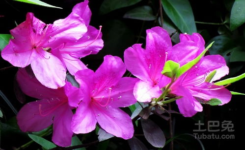  十大名花是哪十种，十大名花是牡丹、兰花、梅花、菊花、桂花、荷花、杜鹃花、茶花、水仙花、山茶花这十种花。--第1张