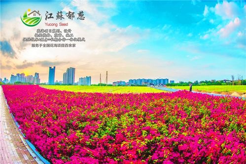 格桑花种子多少钱一斤--第1张