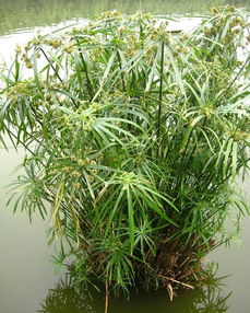  旱伞草，挺水植物的美丽代表，挺水植物的美丽代表之一--第1张