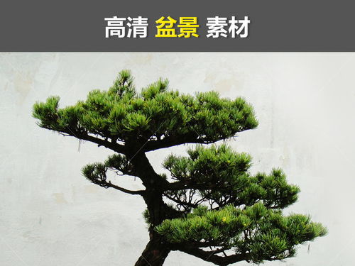  罗汉松盆景的艺术魅力--第1张