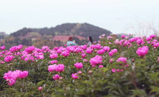  芍药花可以随便送人吗，芍药花可以随便送人吗？是的，芍药花可以随便送人。--第1张