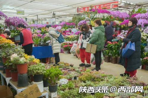  西安最大的花卉市场批发市场，一站式购物的花卉天堂--第1张