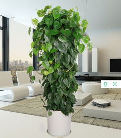  室内大型绿植推荐，室内大型绿植推荐，让你的空间焕发生机--第1张