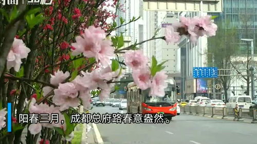  碧桃花期多长时间--第1张