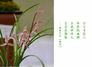  兰花的诗意诗句，兰花的诗意，清香如故的兰花诗句--第1张