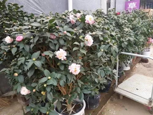  大连最便宜的鲜花批发，大连最便宜的鲜花批发，鲜花批发市场指南--第1张