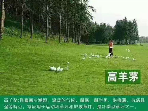  高羊茅，绿色草坪的守护者--第1张