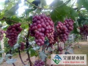  全球花木网下载指南--第1张