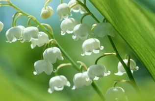  铃兰花的花语是什么，铃兰花的花语是幸福归来。--第1张