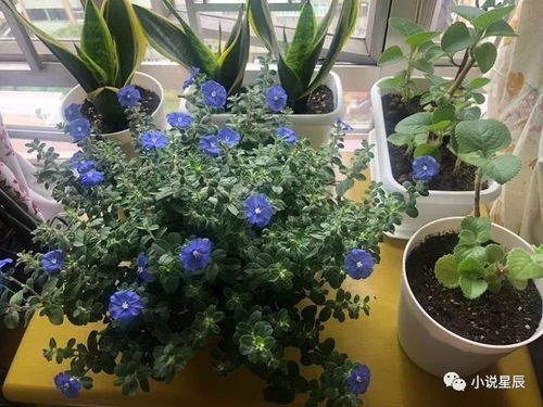  室内养什么花最好--第1张