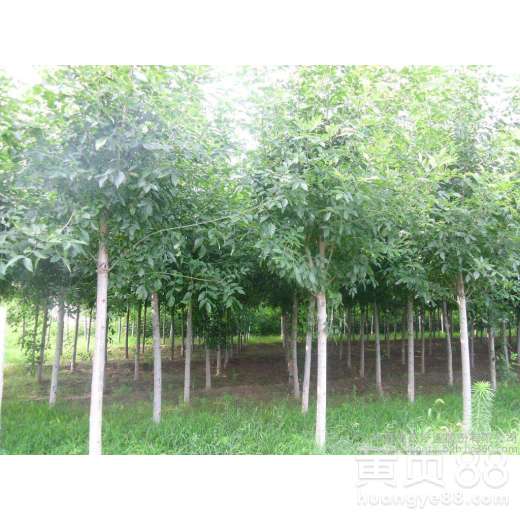  白蜡树20公分价格，市场行情与影响因素分析，白蜡树市场价格及其影响因素分析--第1张