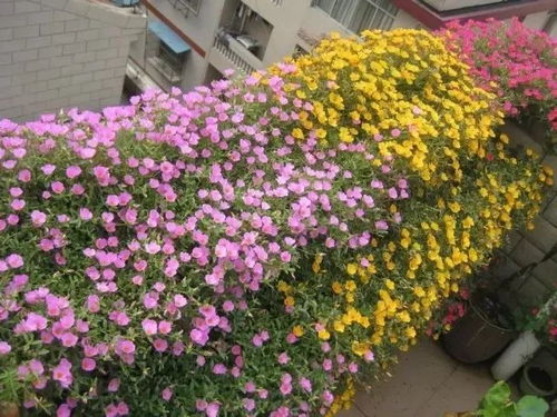  适合室内养的花，四季开花品种推荐--第1张