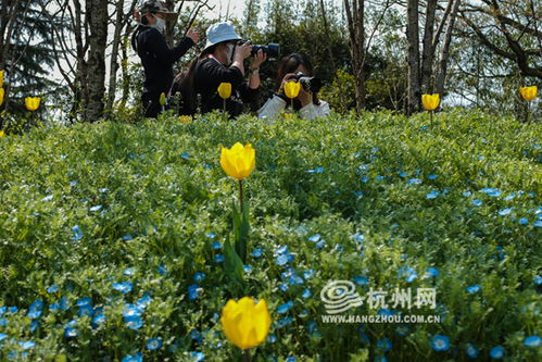  春天开的花都有些什么--第1张