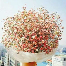  ，蓝色满天星代表什么意思，蓝色满天星，一种情感表达--第1张