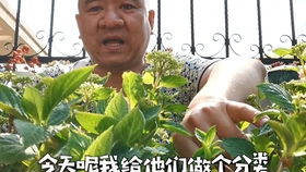  天津买花去哪里，天津买花可以去的地方有，，天津花鸟鱼虫市场。--第1张