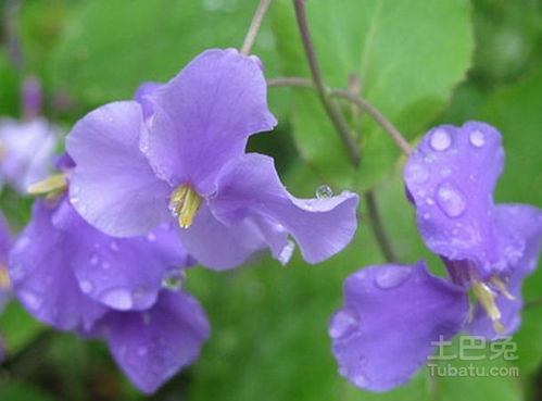  二月兰的花语，二月兰的花语，生命、幸福、纯洁、友谊。--第1张