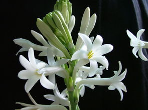  夜来香花图片大全，夜来香花美丽图片欣赏，夜来香花的魅力展示--第1张