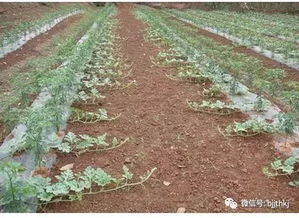  蜀葵种子什么时候播种最好，蜀葵种子最佳播种时间--第1张