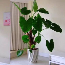 菊花的寓意和象征风水--第1张