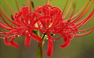  黑色曼陀罗花图片，唯美与神秘的交织--第1张