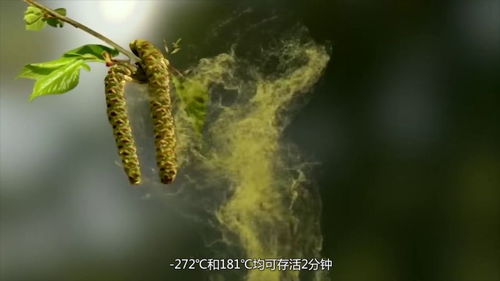  坚韧的生命力与独特的价值，坚韧的生命力，独特价值的源泉--第1张
