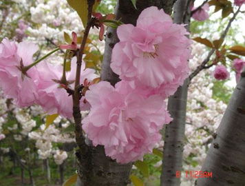  日本国花——樱花，日本国花，浪漫樱花--第1张