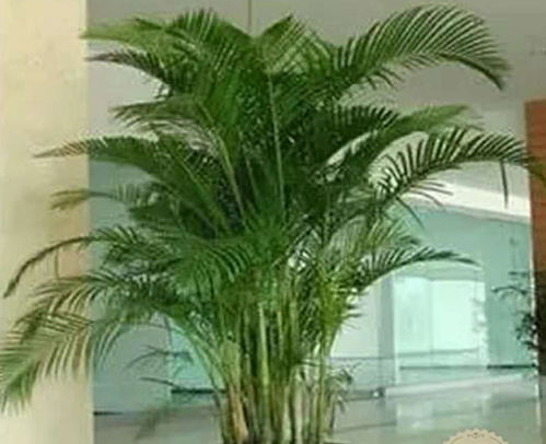  网上买绿植的平台，一站式购物的绿色选择--第1张