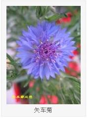  红色矢车菊的花语--第1张