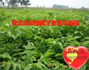 陕西省果树良种苗木繁育中心，引领果树产业发展的新动力--第1张