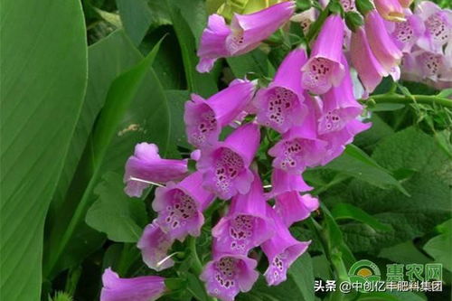  风铃草的花语--第1张