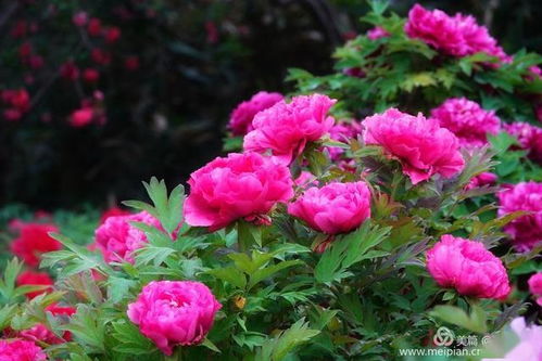  漂亮的真花图片大全--第1张